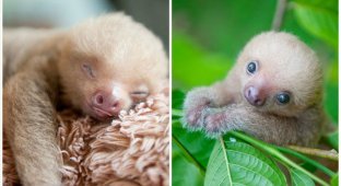 В Коста-Рике есть организация для защиты детенышей ленивцев, оставшихся без мам (17 фото)