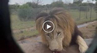 Необычное сафари. В африканском заповеднике львов кормят на клетке, в которой сидят люди