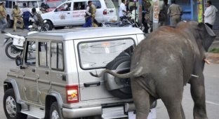 Обезумевшие слоны в Индии (6 фото)
