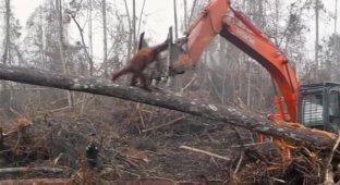 В Индонезии орангутан бросился на экскаватор, пытаясь спасти дерево (5 фото + 1 видео)
