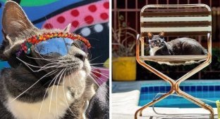 У этой кошки в солнечных очках редкое заболевание, но она слишком крута, чтобы замечать такие мелочи (24 фото)