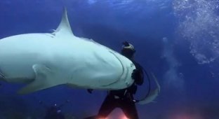 Дайвер «танцует» вместе со своей подругой — 300-килограммовой тигровой акулой (9 фото)