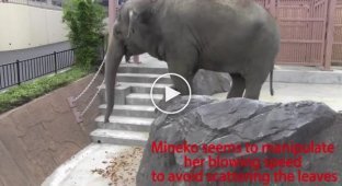 Очень умный слон. Слон дует хоботом на предметы, чтобы переместить их в зону досягаемости