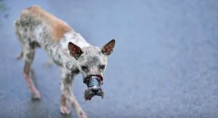 Неравнодушные люди спасли пса Лаки который испытал ужасное обращение с собой