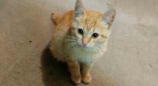 Рыжий котенок сам выбрал себе хозяина (5 фото)