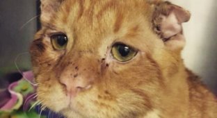 История спасения самого несчастного в мире кота (12 фото)