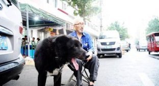 Пожилой китаец завещал все свои деньги собаке (3 фото)