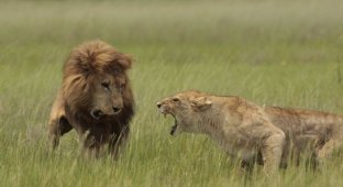  Женщин лучше не злить. Особенно, если речь о львицах. Настоящих львицах (3 фото)