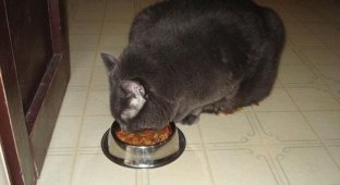 Кот смог похудеть (9 фото)