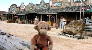 Сару - обезьянка-путешественница (21 фото)