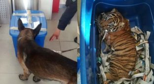 В Мексике собака обнаружила живого тигра в почтовой посылке (5 фото + 1 видео)