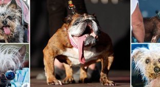 Конкурс на звание самой уродливой собаки в мире (16 фото)