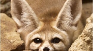 Симпатичная лисичка фенек (3 фото)