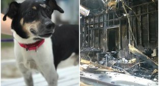 Храбрый пес спас хозяев от пожара, пожертвовав своей жизнью (6 фото + 1 видео)
