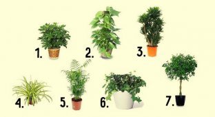 7 лучших комнатных растений для очистки воздуха в помещении (1 фото)