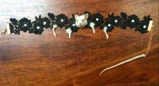 Ожерелье из мышки для любителей таксидермии (4 фото)