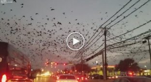 Большое скопление птиц в Техасе