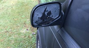 Дятел-вандал разбил десятки автомобильных зеркал (2 фото)