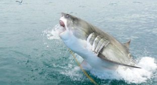 Большая белая акула на охоте (11 фотографий)