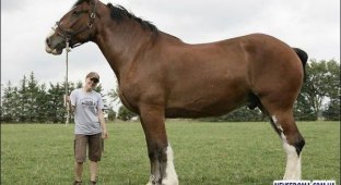 Самая большая лошадь в мире (6 фото)