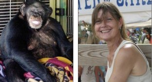 Шимпанзе напал на женщину (5 фото) (жесть)
