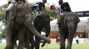Игра в поло на слонах (11 фото)