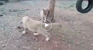 Собака нападает на котят