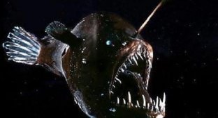 Глубоководный морской чёрт — одно из самых уродливых животных на планете (2 фото)