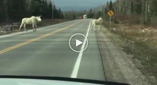 Редкие белые лоси переходят дорогу