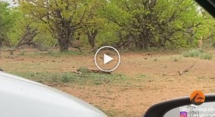 Гиена отняла у леопарда антилопу кадры из национального парка Крюгера