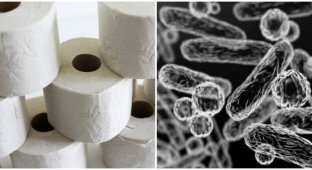 Плохо постирали, что ли? Роскачество обнаружило в российской туалетной бумаге бактерии кишечной палочки (4 фото)