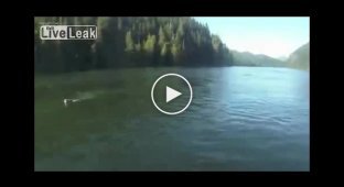 Пума в озере