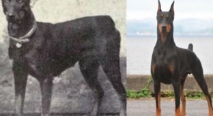 Как изменились собаки за последние 100 лет (24 фото)