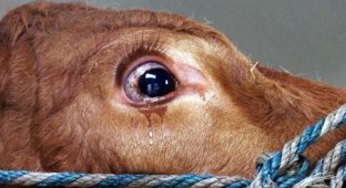 Когда люди набросили на неё веревку, корова заплакала от страха. Пока не увидела, куда её привезли (5 фото)