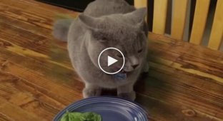 Хозяин заставляет кота доесть зелень