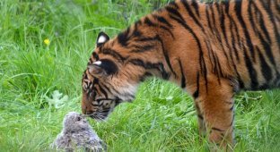 В британском зоопарке совёнок смог отбиться от тигра, упав в вольер к хищнику (9 фото)
