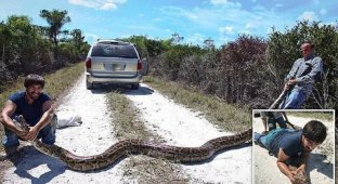 Охотники на змей поймали во Флориде пятиметрового питона! (7 фото)