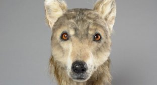 Лицо 4000-летней собаки: реконструкция (4 фото)