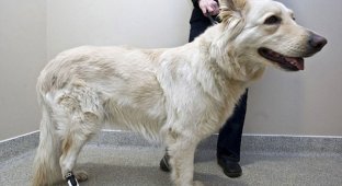 Первая собака в мире с протезом (4 фото)