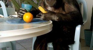 Старейшей обезьяне планеты Чите исполнилось 75 (6 фото)