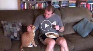 Почему так сложно поесть если у тебя живет кошка