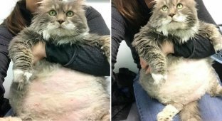 Приютский кот по кличке Уилфорд весит как три кота (12 фото)