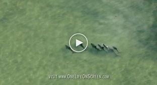Дельфины ловят рыбу грязевыми «сетями»