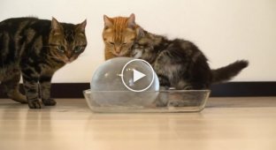 Коты и ледяной шар