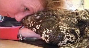 Огромная ящерица больше всего любит обниматься и целоваться (4 фото + 1 видео)