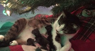 Кошка родила четверых под новогодней елкой, сделав хозяйке лучший рождественский подарок (6 фото)