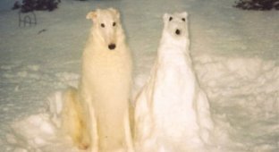 Снеговики, похожие на домашних животных (19 фото)