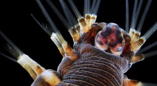 Фото предметов и живых существ через объектив электронного микроскопа (34 фото)