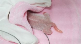 Так выглядят новорожденные панды (4 фото)