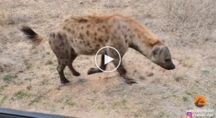 Напряженные кадры. Детеныш леопарда спасается бегством от гиены
